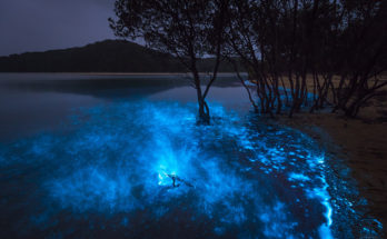 Bioluminescence
