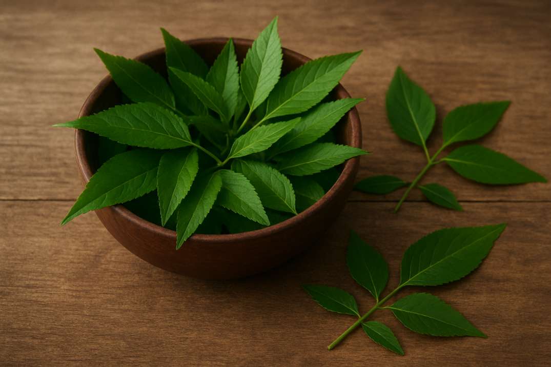 Bitter Leaf